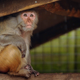 A Rhesus Monkey takes shelter in his enclosure as rain begins to fall, at the Drayton Park Manor zoo, August 28, 2011.